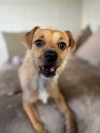 Gizmo - Photo 2