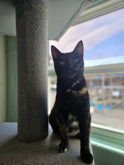 TIPPY - Domestic Short Hair available for adoption