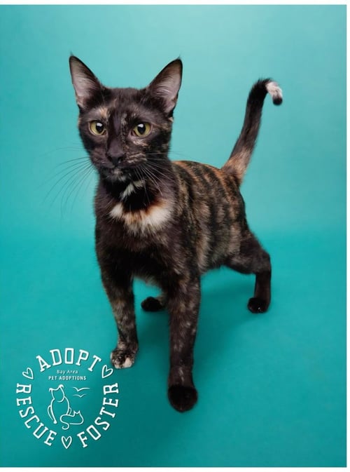 TIPPY - Domestic Short Hair available for adoption