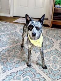 Clarabelle - Photo 2