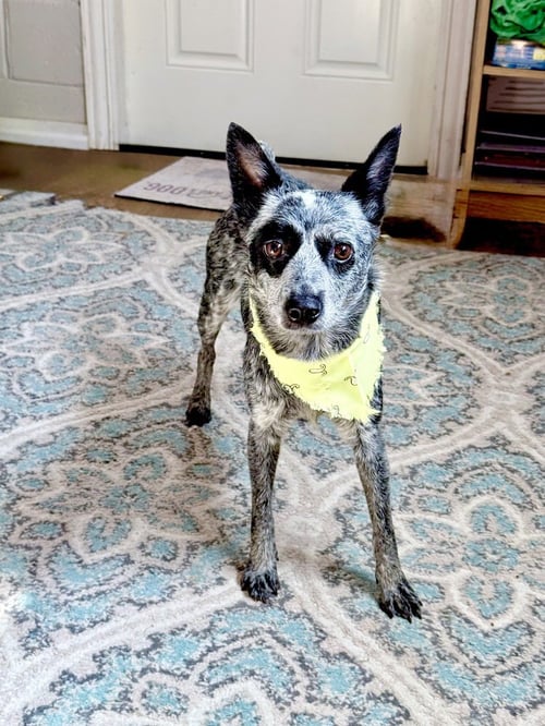 CLARABELLE - Australian Cattle Dog/Blue Heeler available for adoption