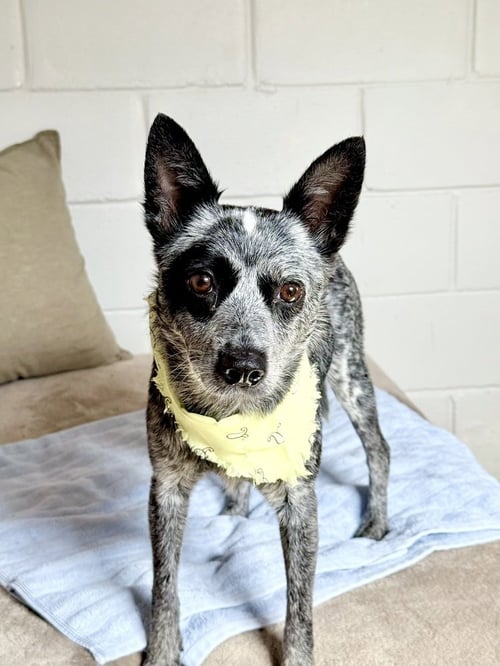 CLARABELLE - Australian Cattle Dog/Blue Heeler available for adoption