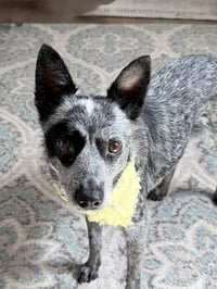 Clarabelle - Photo 3