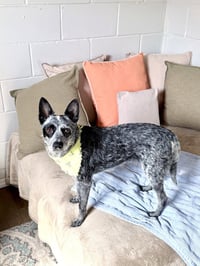 Clarabelle - Photo 4