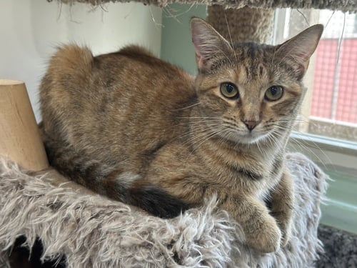 GENESIS - Domestic Short Hair available for adoption