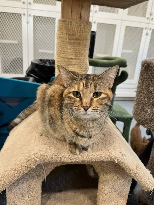 GENESIS - Domestic Short Hair available for adoption