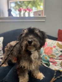 Archie - Photo 4