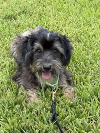 Archie - Photo 2