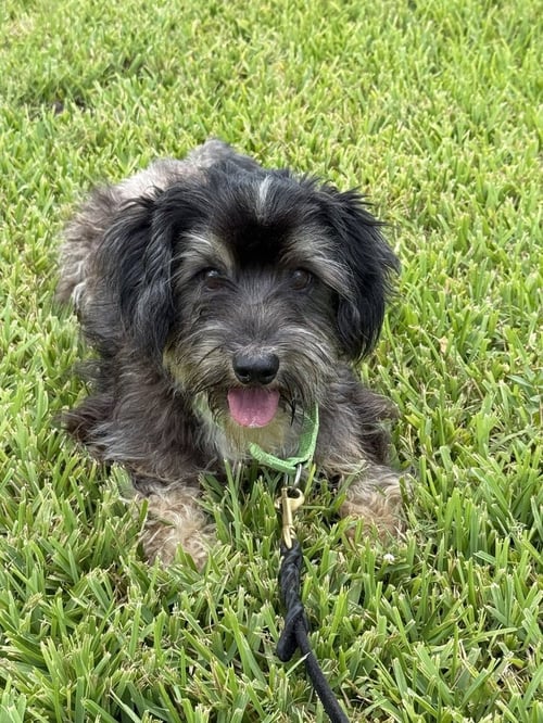 ARCHIE - Shih Tzu available for adoption