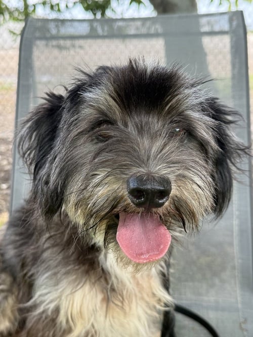 ARCHIE - Shih Tzu available for adoption