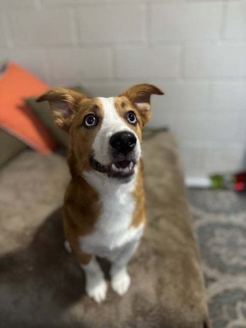 RUSTY - Corgi available for adoption