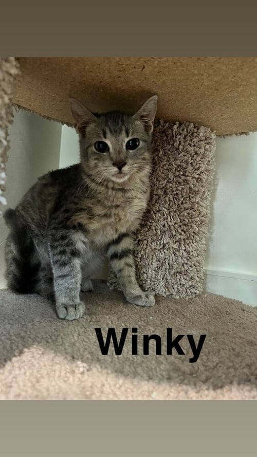 WINKY - Domestic Short Hair available for adoption