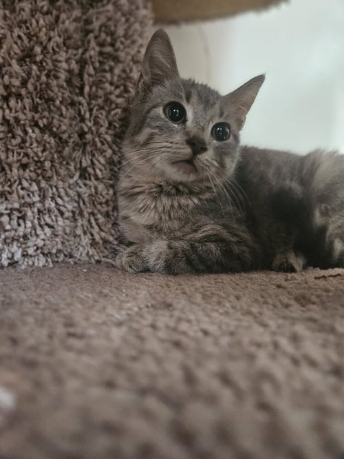 WINKY - Domestic Short Hair available for adoption