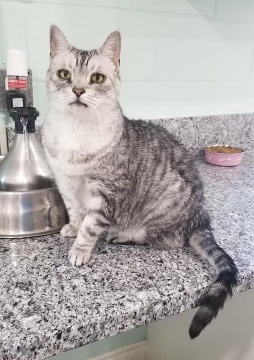 PI - Domestic Short Hair available for adoption