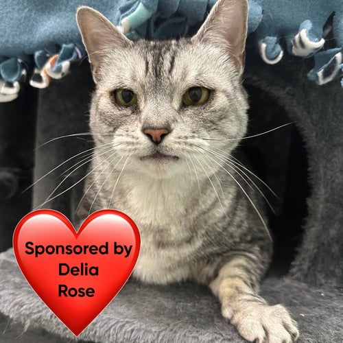 PI - Domestic Short Hair available for adoption