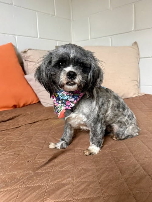PENNY - Shih Tzu available for adoption