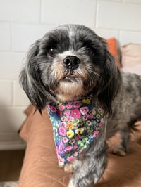 Penny - Photo 3