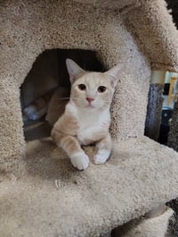 Tesla - Photo 3