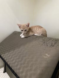 Tesla - Photo 4