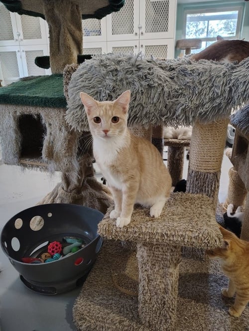 TESLA - Domestic Short Hair available for adoption
