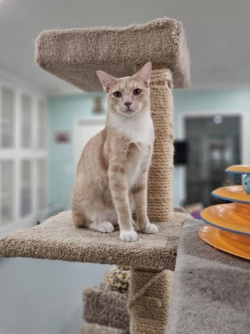 TESLA - Domestic Short Hair available for adoption