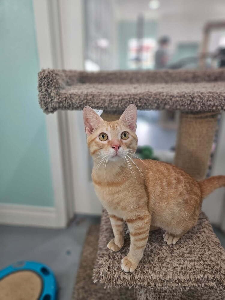 TAFFY - Domestic Short Hair available for adoption