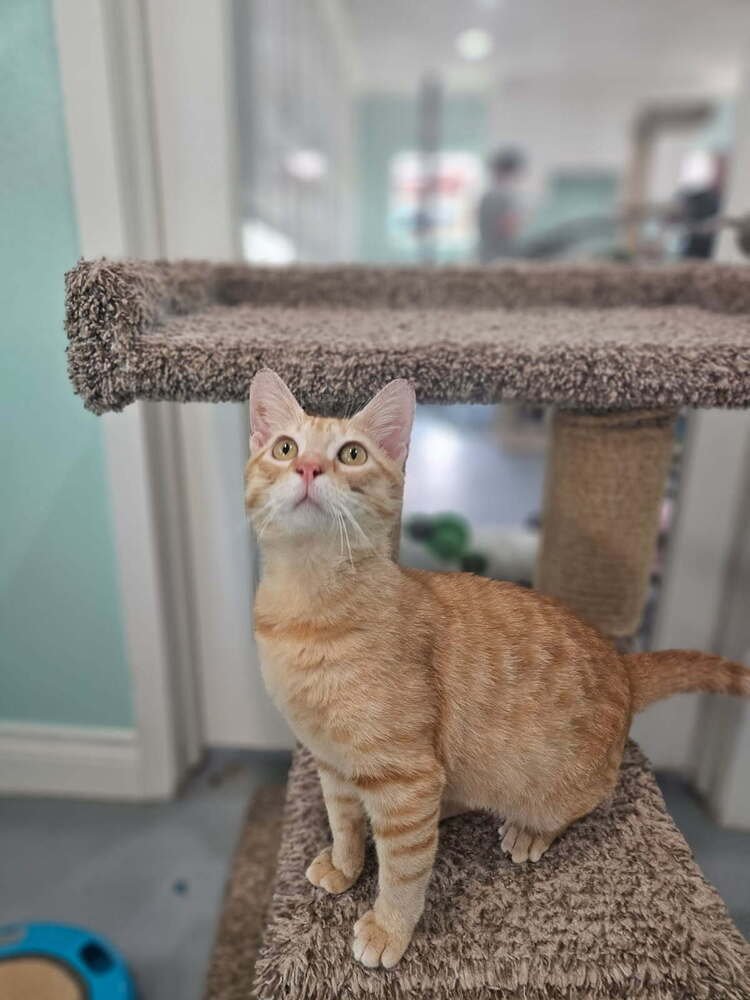 TAFFY - Domestic Short Hair available for adoption