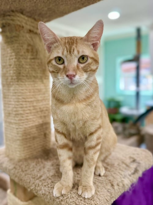TAFFY - Domestic Short Hair available for adoption