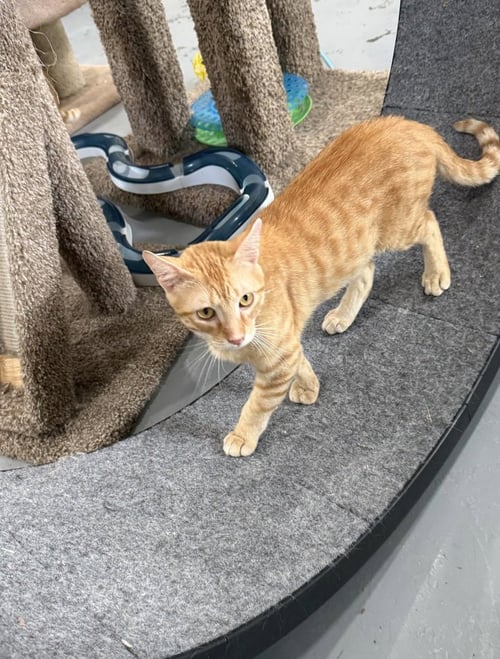 TAFFY - Domestic Short Hair available for adoption