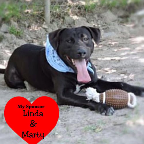 CHOCO - Labrador Retriever available for adoption