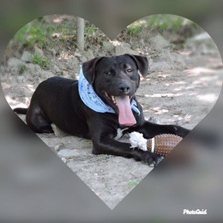 CHOCO - Labrador Retriever available for adoption