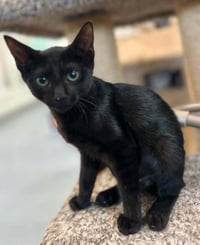 Elvira - Photo 1