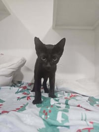 Elvira - Photo 2