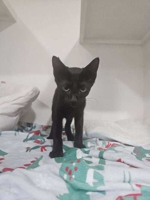 ELVIRA - Domestic Medium Hair available for adoption