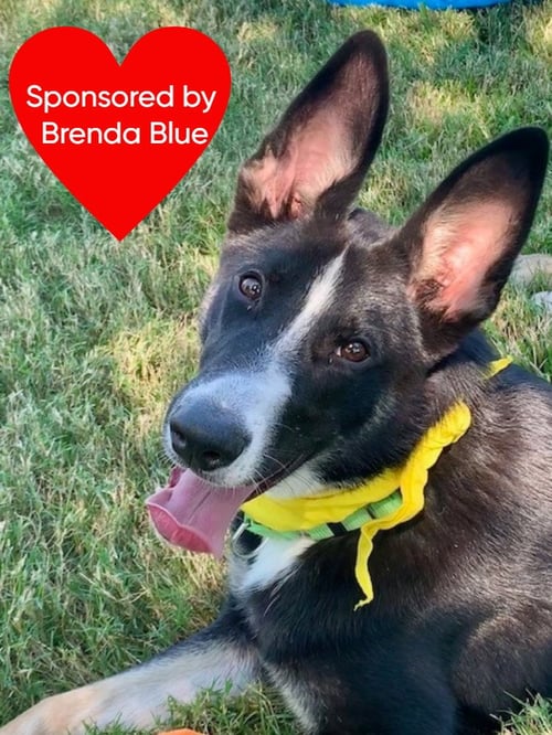 CHAMP - Border Collie / Husky available for adoption