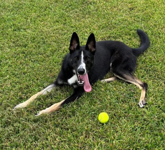 CHAMP - Border Collie / Husky available for adoption