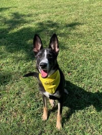 Champ - Photo 3