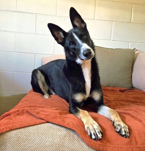 CHAMP - Border Collie / Husky available for adoption