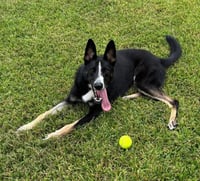 Champ - Photo 2