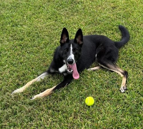 CHAMP - Border Collie / Husky available for adoption