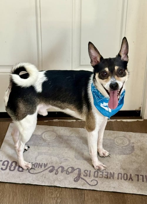 MINI BOSS - Rat Terrier / Chihuahua available for adoption