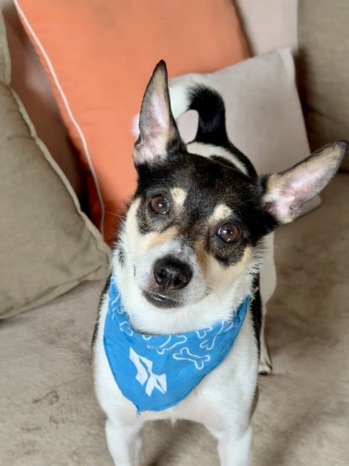 MINI BOSS - Rat Terrier / Chihuahua available for adoption
