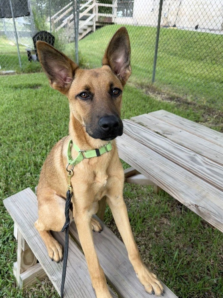ANGUS - German Shepherd Dog available for adoption