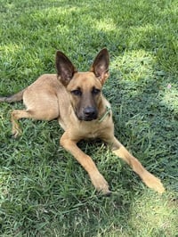 Angus - Photo 3