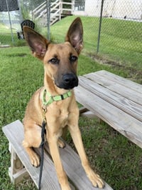 Angus - Photo 2