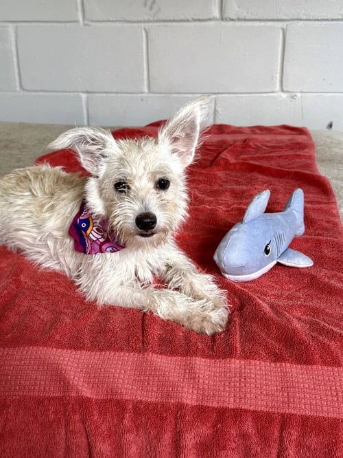 FLORA - Terrier available for adoption