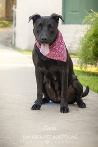 Starla - Photo 3