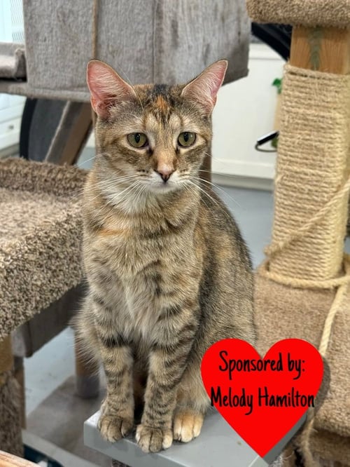 LEXUS - Domestic Short Hair available for adoption