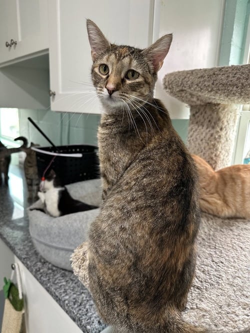 LEXUS - Domestic Short Hair available for adoption