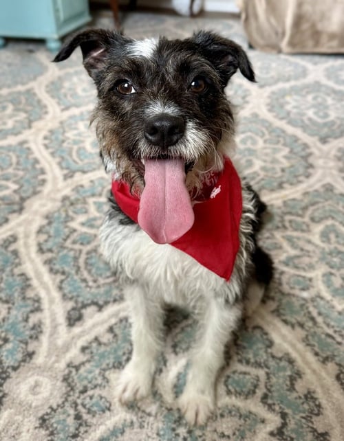 DELILAH - Terrier available for adoption
